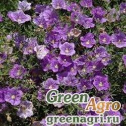 Семена Нирембергия прутьевидная (Nierembergia scoparia) "Robe" (purple) Raw 1000 шт.