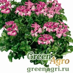Семена Пеларгония плющелистная (Pelargonium peltatum) "Tornado F1" (bicolour duet) coated 1000 шт.