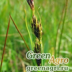 Осока Гмелина (Carex gmelinii) 7 гр.