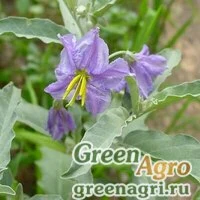Семена Паслен лохолистный (Solanum elaeagnifolium) 1.5 гр.