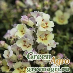 Семена Львиный зев (Антирринум) большой (Antirrhinum majus) "Antiquity F1" (lemon) raw 1000 шт.
