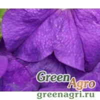 Семена Петуния крупноцветковая (генетически компактная) (Petunia grandiflora) "Limbo *GP* F1" (mid blue) raw 5000 шт.
