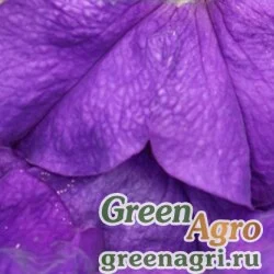 Семена Петуния крупноцветковая (генетически компактная) (Petunia grandiflora) "Limbo *GP* F1" (mid blue) raw 5000 шт.