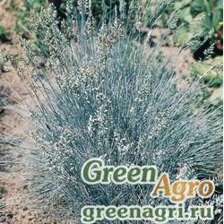 Семена Овсяница валисская сизоватая (Festuca valesiaca) "Glaucantha" raw 1000 шт.