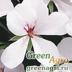 Семена Пеларгония плющелистная (Pelargonium peltatum) "Summer Showers F1" (white blush) raw 100 шт.