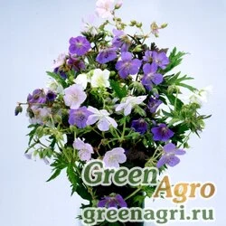 Семена Герань луговая (Geranium pratense) "Pastel Palette" raw 1000 шт.