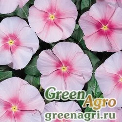 Семена Катарантус розовый (Vinca rosea) "Heatwave" (pink) raw 1000 шт.