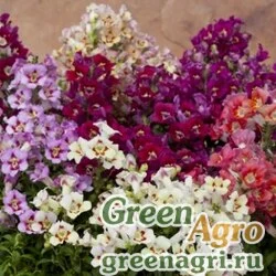 Семена Львиный зев (Антирринум) большой (Antirrhinum majus) "Antiquity F1" (mix) raw 1000 шт.