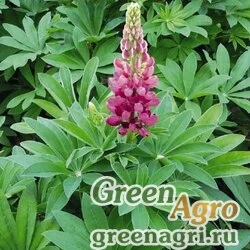 Семена Люпин многолистный (Lupinus polyphyllus) "Lupini" (red shades) coated 1000 шт.
