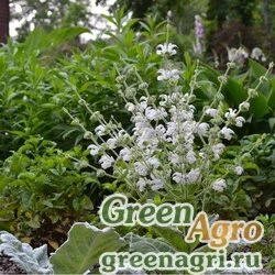 Семена Шалфей серебристый (Salvia argentеa) "Artemis" 0.5 г