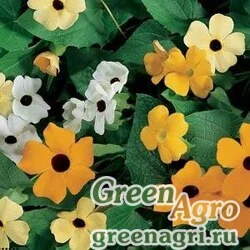 Семена Тунбергия крылатая (Thunbergia alata) "Susie" (mix) raw 500 шт.