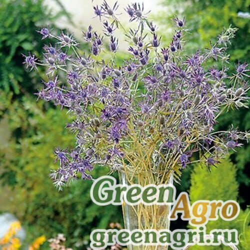 Eryngium leavenworthii