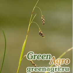 Семена Осока власовидная (Carex comans) "Zora" raw 250 шт.