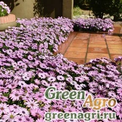 Семена Остеоспермум Эклона (Osteospermum ecklonis) "Akila F1" (lavender shades) raw 100 шт.