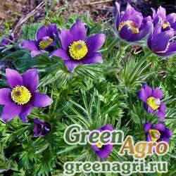 Семена Прострел раскрытый  (Pulsatilla patens) 0,5 г