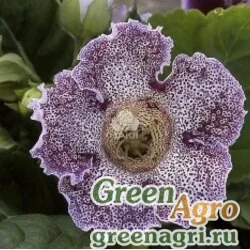 Семена Глоксиния гибридная (Sinningia hybrida) "Empress F1" (purple spotted) pelleted 1000 шт.