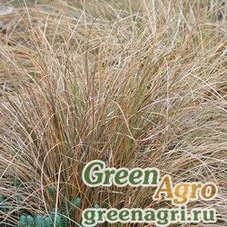 Осока Буханана (Carex buchananii) 0.4 гр.