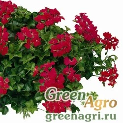 Семена Пеларгония плющелистная (Pelargonium peltatum) "Tornado F1" (carmine) coated 100 шт.