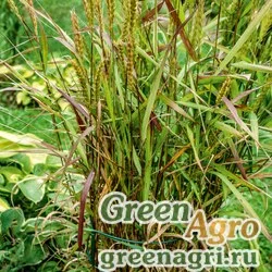 Семена Пырейник канадский (Elymus canadensis) 30 г