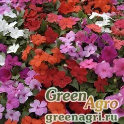 Семена Бальзамин Уоллера (Impatiens walleriana) "Balance F1" (Perfect Balance (ограниченный цветовой ряд)) raw 1000 шт.