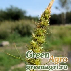 Семена Осока гладконосая (Carex leiorhyncha) 5 гр.