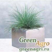 Семена Овсяница сизая (Festuca glauca) "Elijah Blue" raw 1000 шт.