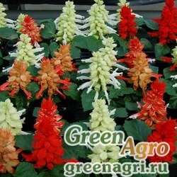 Семена Сальвия блестящая (Salvia splendens) "Reddy" (cleopatra mixture) raw 1000 шт.