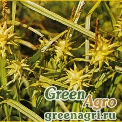 Осока Грэя (Carex grayi) 1.8 гр.