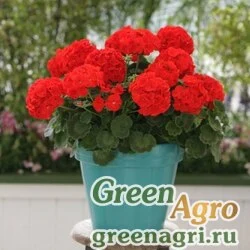 Семена Пеларгония х садовая (герань) (Pelargonium x hortorum) "Moulin Rouge F1" (scarlet) scarified 1000 шт.