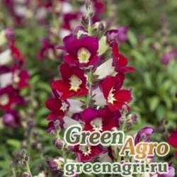 Семена Львиный зев (Антирринум) большой (Antirrhinum majus) "Antiquity F1" (red bicolor) raw 1000 шт.