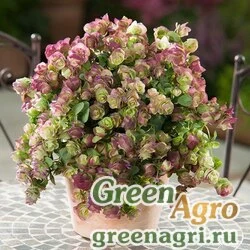 Семена Душица обыкновенная (Origanum vulgare) "Kirigami" raw 500 шт.