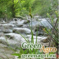 Осока светлая (Carex diluta) 1 гр.