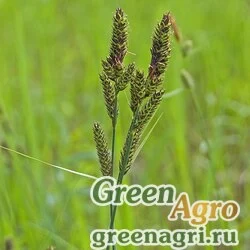 Осока Гартмана (Carex hartmanii) 1 гр.