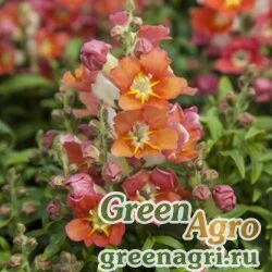 Семена Львиный зев (Антирринум) большой (Antirrhinum majus) "Antiquity F1" (orange bicolor) raw 1000 шт.