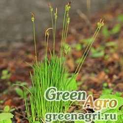 Осока ложношабинская (Carex pseudosabynensis) 7 гр.