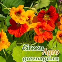 Семена Настурция большая (Tropaeolum majus) "Orange Gleam" 100 гр.