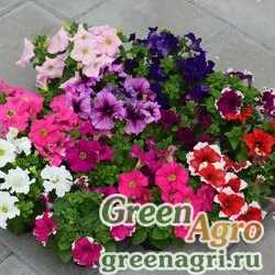 Семена Петуния крупноцветковая (генетически компактная) (Petunia grandiflora) "Limbo *GP* F1" (grower mix) raw 1000 шт.