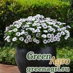 Семена Остеоспермум Эклона (Osteospermum ecklonis) "Akila F1" (white) raw 100 шт.