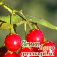 Семена Паслен сладко-горький (Solanum dulcamara) 6 гр.