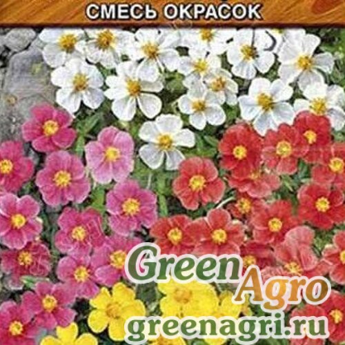 Солнцецвет каменный цветок, смесь