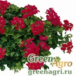 Семена Пеларгония плющелистная (Pelargonium peltatum) "Tornado F1" (carmine) coated 1000 шт.