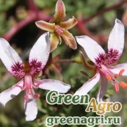 Пеларгония пушистолистная (Pelargonium crithmifolium) уп