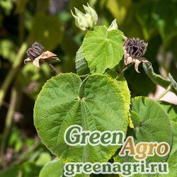 Семена Абутилон крупнолистный (Abutilon grandifolium) 0,5 г