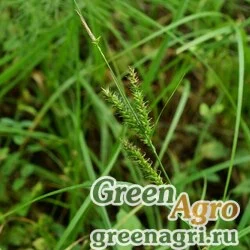 Семена Осока лесолюбивая (Carex drymophylla) 3.5 гр.