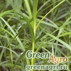 Осока грязная (Carex sordida) 7 гр.