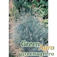 Семена Овсяница валисская сизоватая (Festuca valesiaca) "Glaucantha" 0.4 гр.