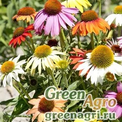 Семена Эхинацея пурпурная (Echinacea purpurea) "Paradiso" (dwarf mix) 1000 шт.
