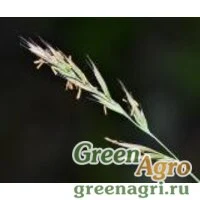 Семена Овсяница мягчайшая (Festuca molissima) 3 гр.