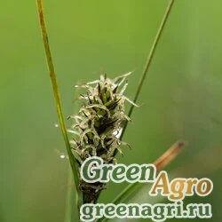 Осока черноколосая (Carex melanostachya) 1 гр.