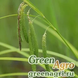 Осока симидзийская (Carex shimidzensis) 1 гр.